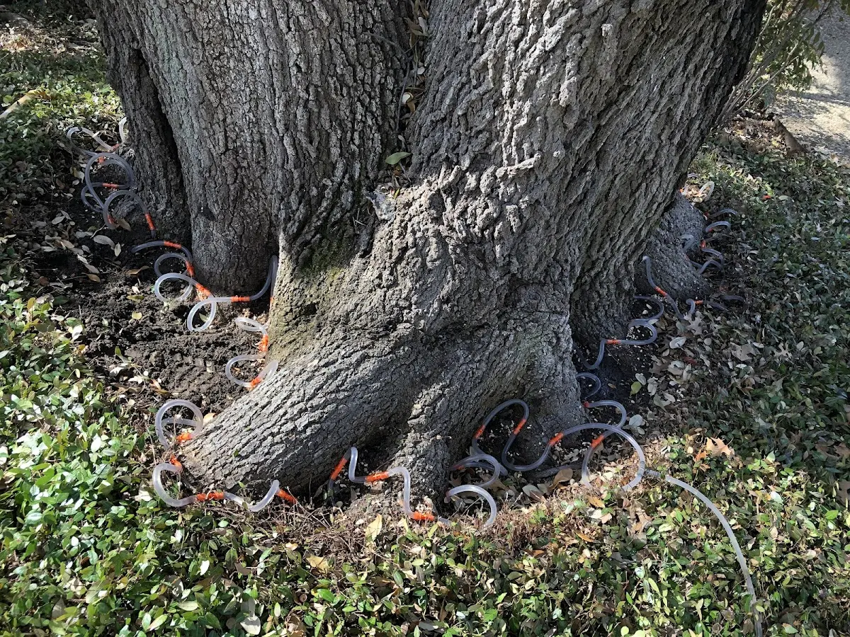 Detailed Tree Cabling and Bracing job site in Kiahsville
