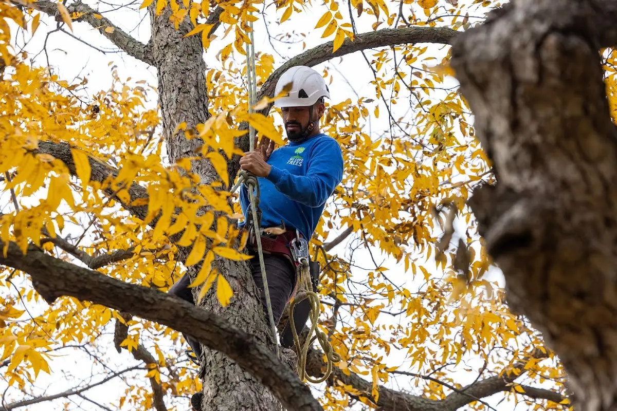 Skilled Tree Trimming crew working in Kiahsville