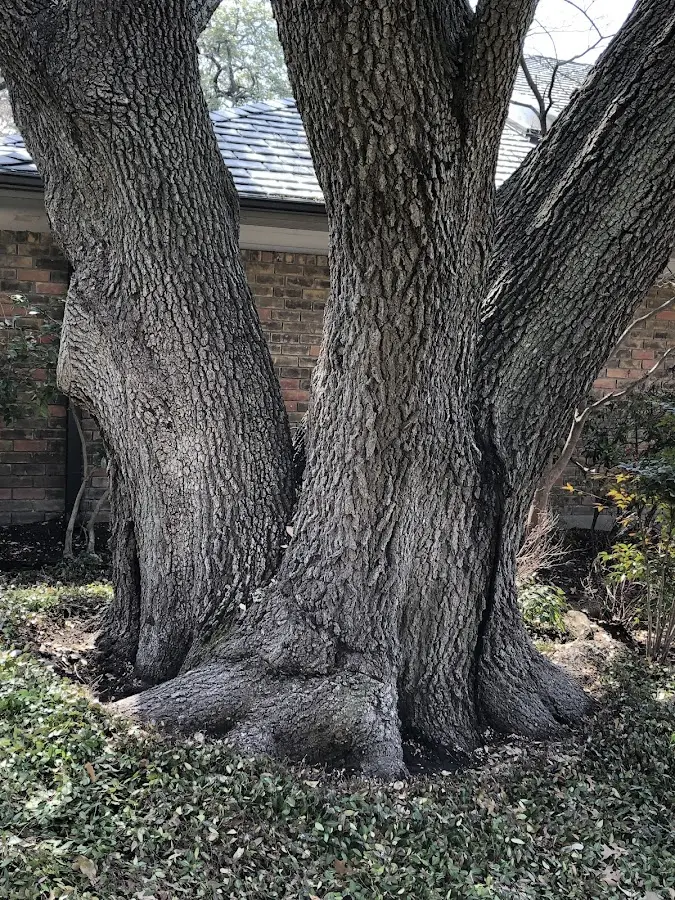 Mature heritage tree close to a Kiahsville property cared for by certified arborists